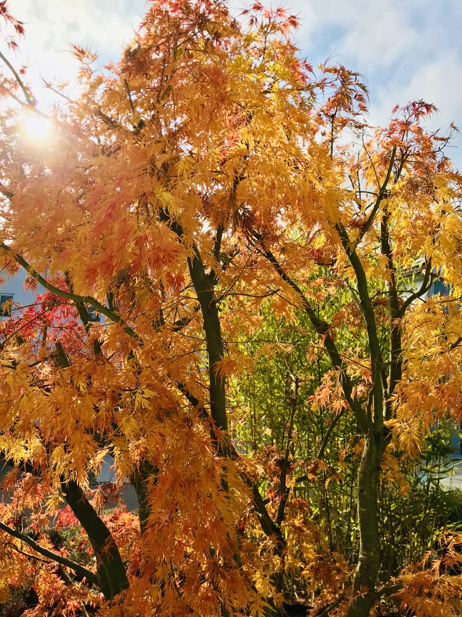 jazzy_bektas's tweet image. The 🍂 Beauty of  Autumn 🍂 

#NaturePhotography 
#Autumn #tree #NatureLovers