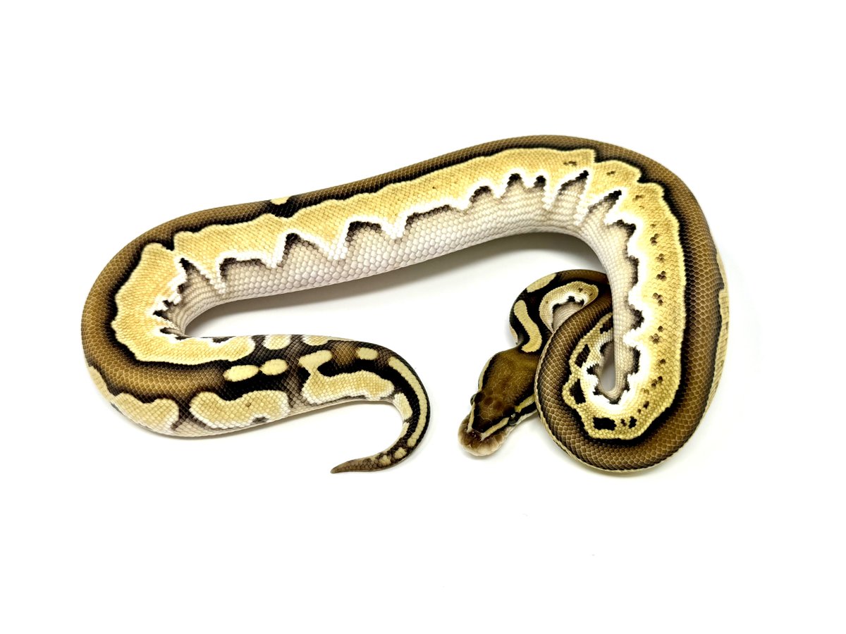 vbp_ballpython's tweet image. 多忙のため定期LIVEできておらず申し訳ありません💦
新入荷近々公開しますので、しばしお待ちください〜！