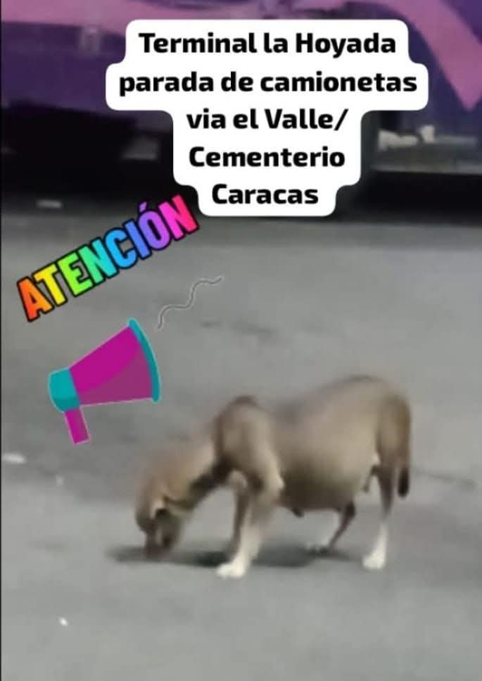 Reportan a esta pequeña en el Terminal de La Hoyada en Caracas.  Necesita resguardo URGENTE