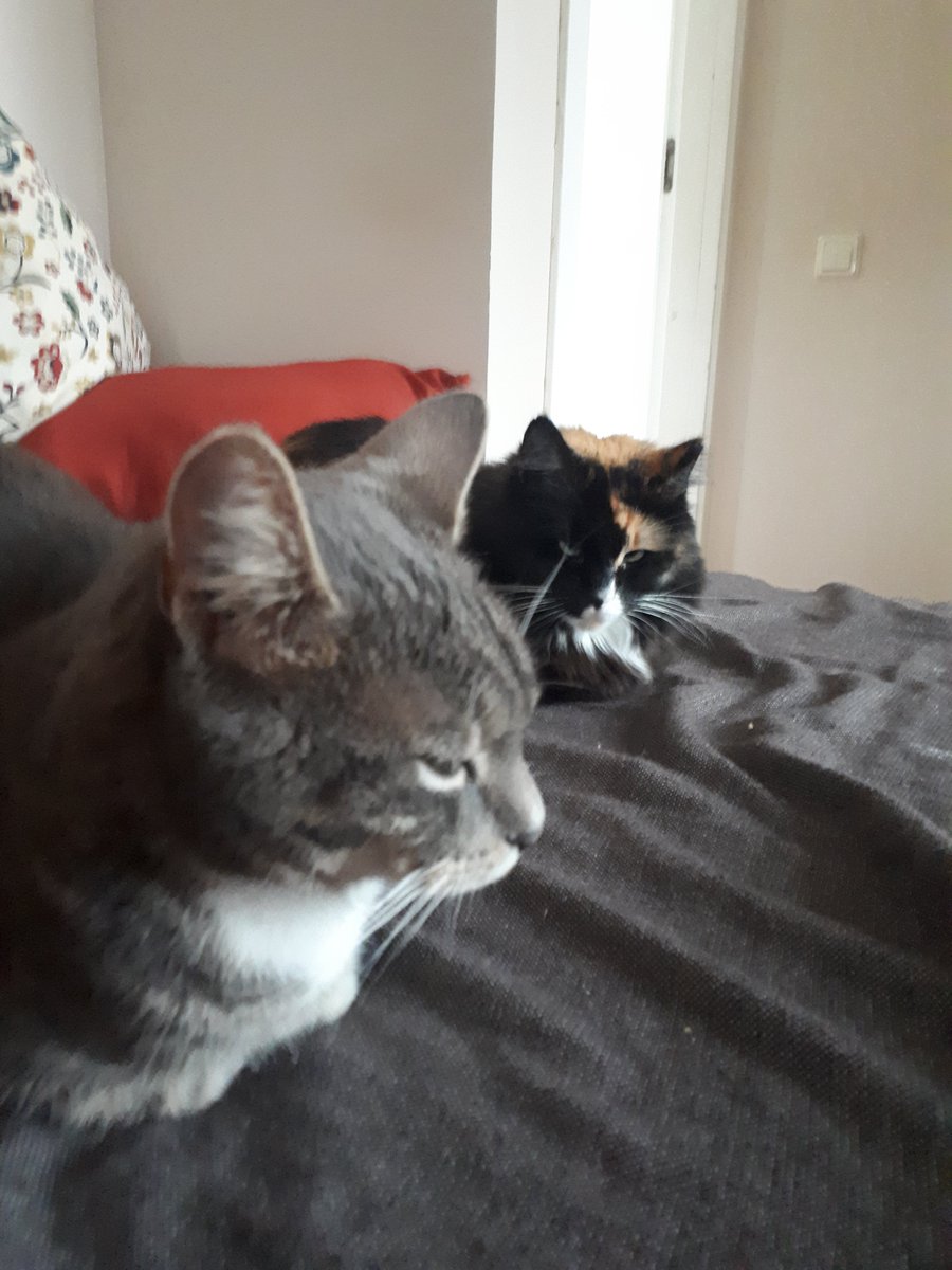 Apogs20's tweet image. OK. FINE. 😒 We are friends SOMETIMES. 😒 Loaves even