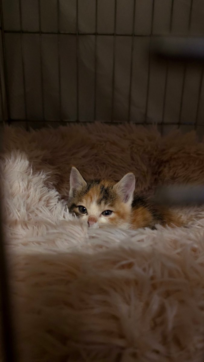 꼬질해도 가려질 수 없는 미묘...!!