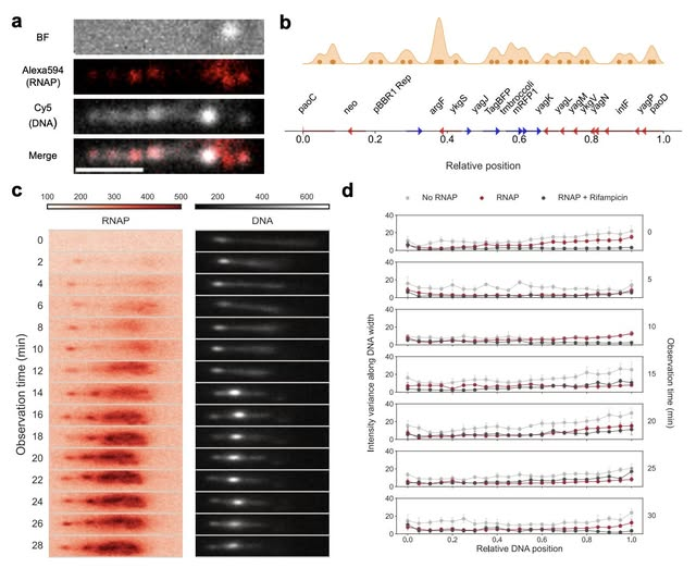 super cool new work from Enoch Yeung at UCSB <a href="/UCSB/">UCSB</a>   they image and record the dynamic, time-evolving superhelicity generated from single molecule transcription events in DNA.  They discovered that topologically unconstrained DNA molecules (DNA that is free to rotate about the