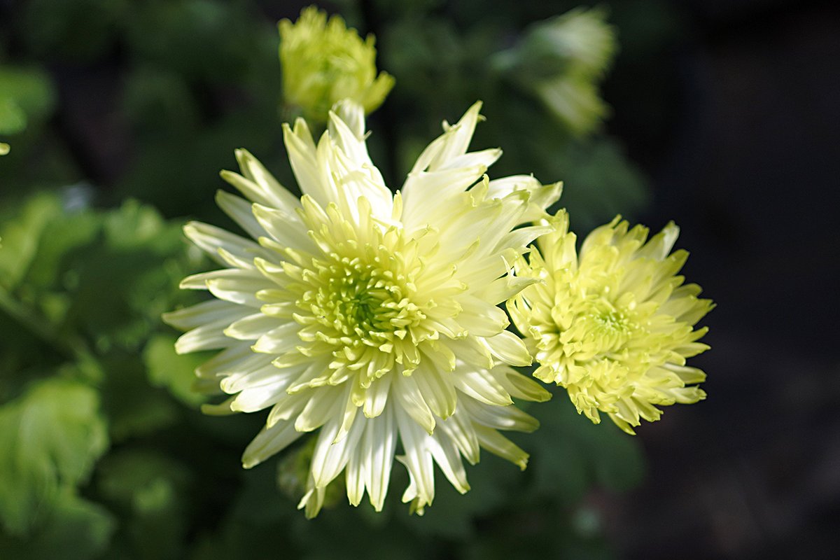 かめちゃん on X