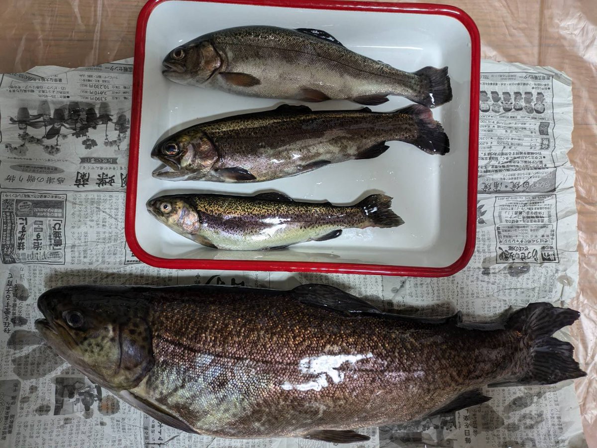 サーモンページ② yamaguzzi on X