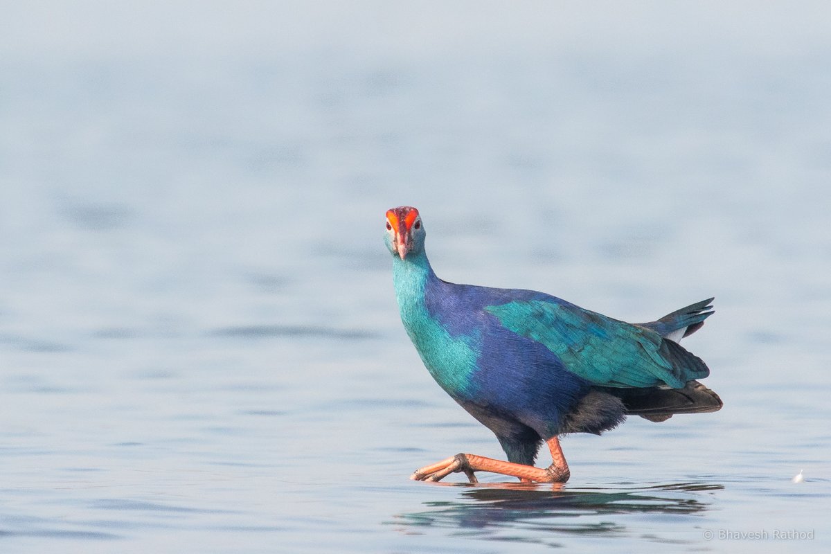 bhaveshnr's tweet photo. Grey-headed Swamphen (Purple Swamphen) - Porphyrio poliocephalus - February 2015 - Bhigwan Bird Sanctuary, Maharashtra, India
#mondayblues
#canon #7dmarkii #photography #birds #birdphotography #birdwatching #wildbird #india #maharashtra https://t.co/dKc7jdLvcw