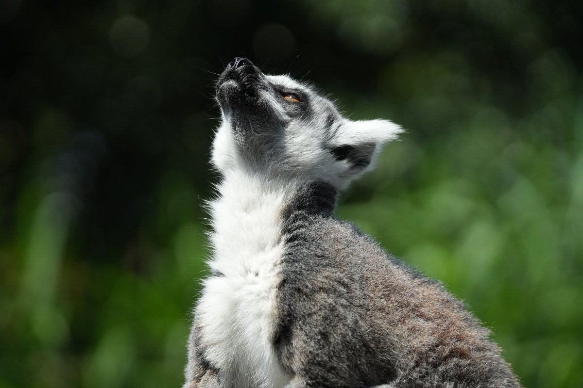 ぷはーっ

#ワオキツネザル
#神戸どうぶつ王国