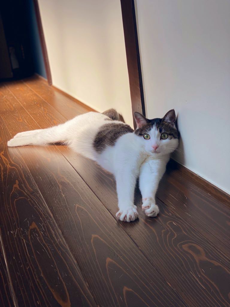 カメラロール見てたらとこちゃん大きくなってた。
最近あんまり撮れないのはとろうとしたら近寄ってきて甘えられるからです🐱