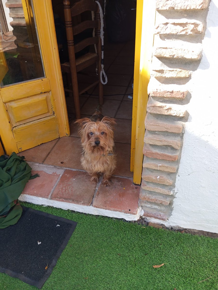 Solo #Tarragona
#TOBY tiene 10 años. Ha vivido en familia hasta ahora, pero...

Es un chiquitín cariñoso que necesita un nuevo hogar. Si puedes abrirle las puertas del tuyo...

Contacto: WhatsApp 640 36 47 84