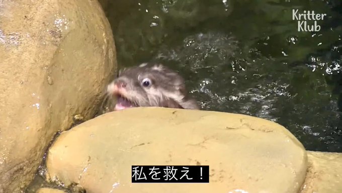 Cyber_Maleのツイート