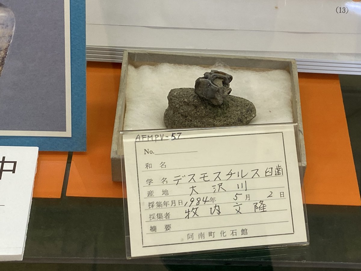 恐竜化石探訪 on X