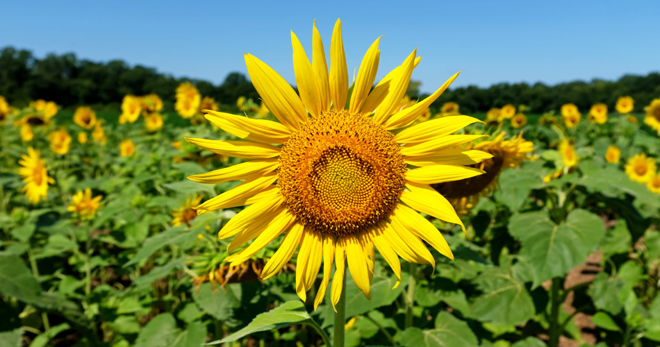 Happy Monday! 
The office is open today. Do you have questions about your voter registration? Give us a call at (410) 887-5700
Have a great day on purpose!
#BaltimoreCountyVotes #MDVotes2026
❤️🤍💛🖤