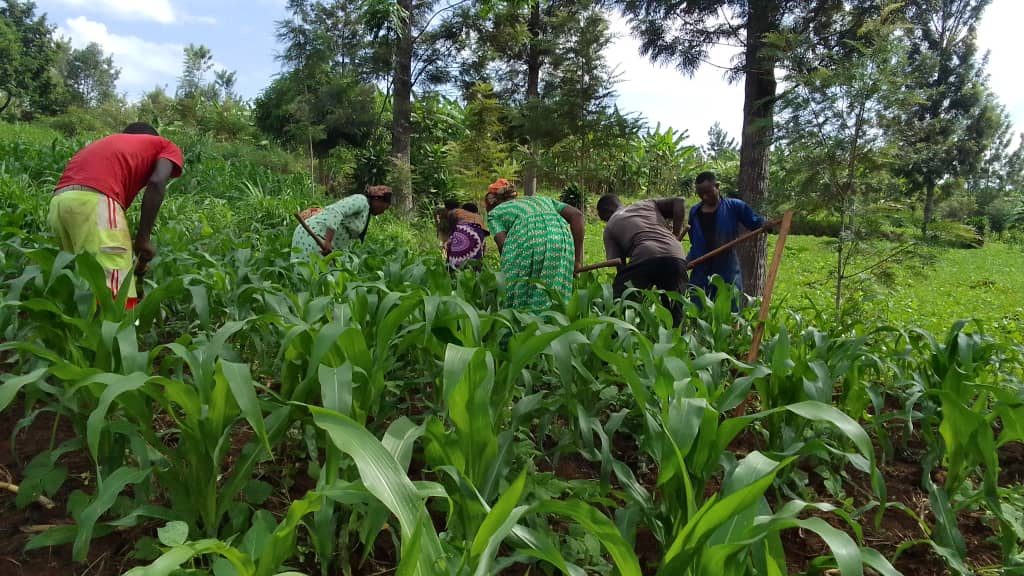 💪 Unity is strength! <a href="/Ak_Access/">Akazi Kanoze Access (AKA)</a>  youth saving groups join hands to grow their maize 🌽 showing that when we work together, success is unstoppable. 🌱<a href="/AGRA_Africa/">AGRA - Sustainably Growing Africa’s Food Systems.</a> <a href="/RTB_Rwanda/">Rwanda TVET Board</a> <a href="/FAO/">Food and Agriculture Organization</a> <a href="/RwandaYouthArts/">Ministry of Youth and Arts | Rwanda</a>