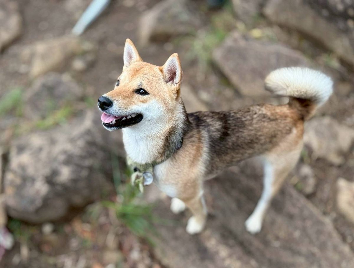 San Chan waiting for a treat 😆