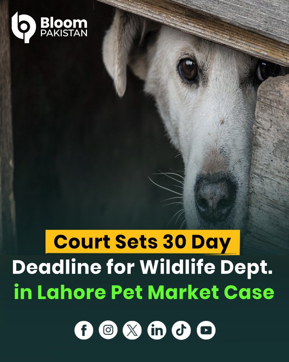 bloom_pakistan's tweet image. Lahore High Court directs Punjab Wildlife Department to take action within 30 days in the Data Darbar animal massacre case.

Read More: bloompakistan.com/court-sets-30-…

#AnimalWelfare #LHC #DataDarbar #PakistanNews #WildlifeProtection