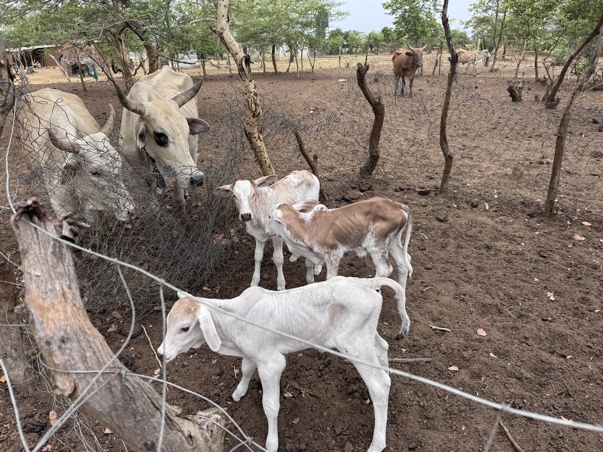 Weekend wrap # Pig City