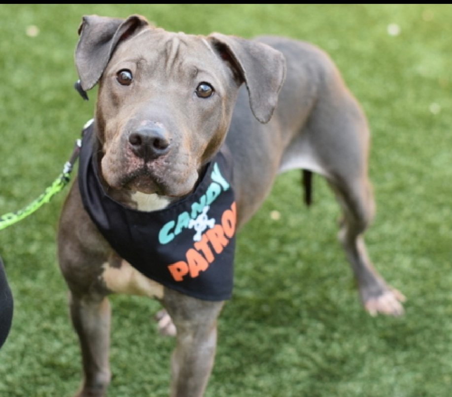 MorgFairsdogs's tweet image. Tootsie 239207
Relisted TBK 11/11
#NYCACC #RescueOnly 
She is a shy 4 yr old
Pulling on crate cover &amp;amp; vocalizing 
Needs home experienced with fearful dogs
Help save Tootsie!
nycacc.app/browse/239207
#Pledge4Rescue #foster #adopt
