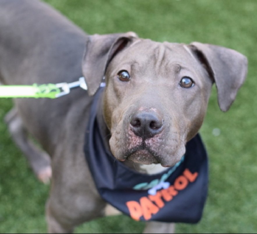 MorgFairsdogs's tweet image. Tootsie 239207
Relisted TBK 11/11
#NYCACC #RescueOnly 
She is a shy 4 yr old
Pulling on crate cover &amp;amp; vocalizing 
Needs home experienced with fearful dogs
Help save Tootsie!
nycacc.app/browse/239207
#Pledge4Rescue #foster #adopt