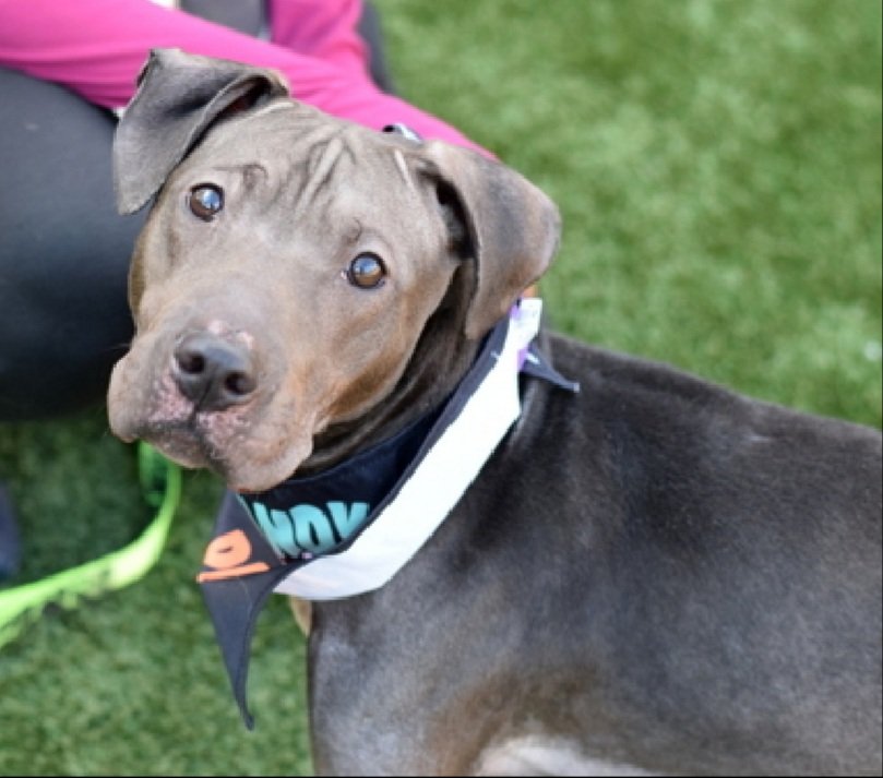 MorgFairsdogs's tweet image. Tootsie 239207
Relisted TBK 11/11
#NYCACC #RescueOnly 
She is a shy 4 yr old
Pulling on crate cover &amp;amp; vocalizing 
Needs home experienced with fearful dogs
Help save Tootsie!
nycacc.app/browse/239207
#Pledge4Rescue #foster #adopt