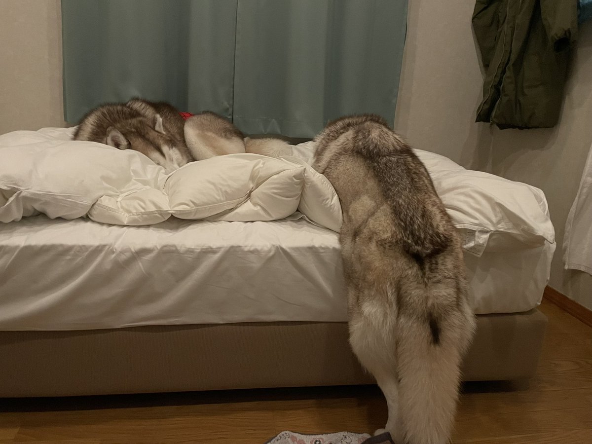 きるしぇ (@kirewische) / Posts / X