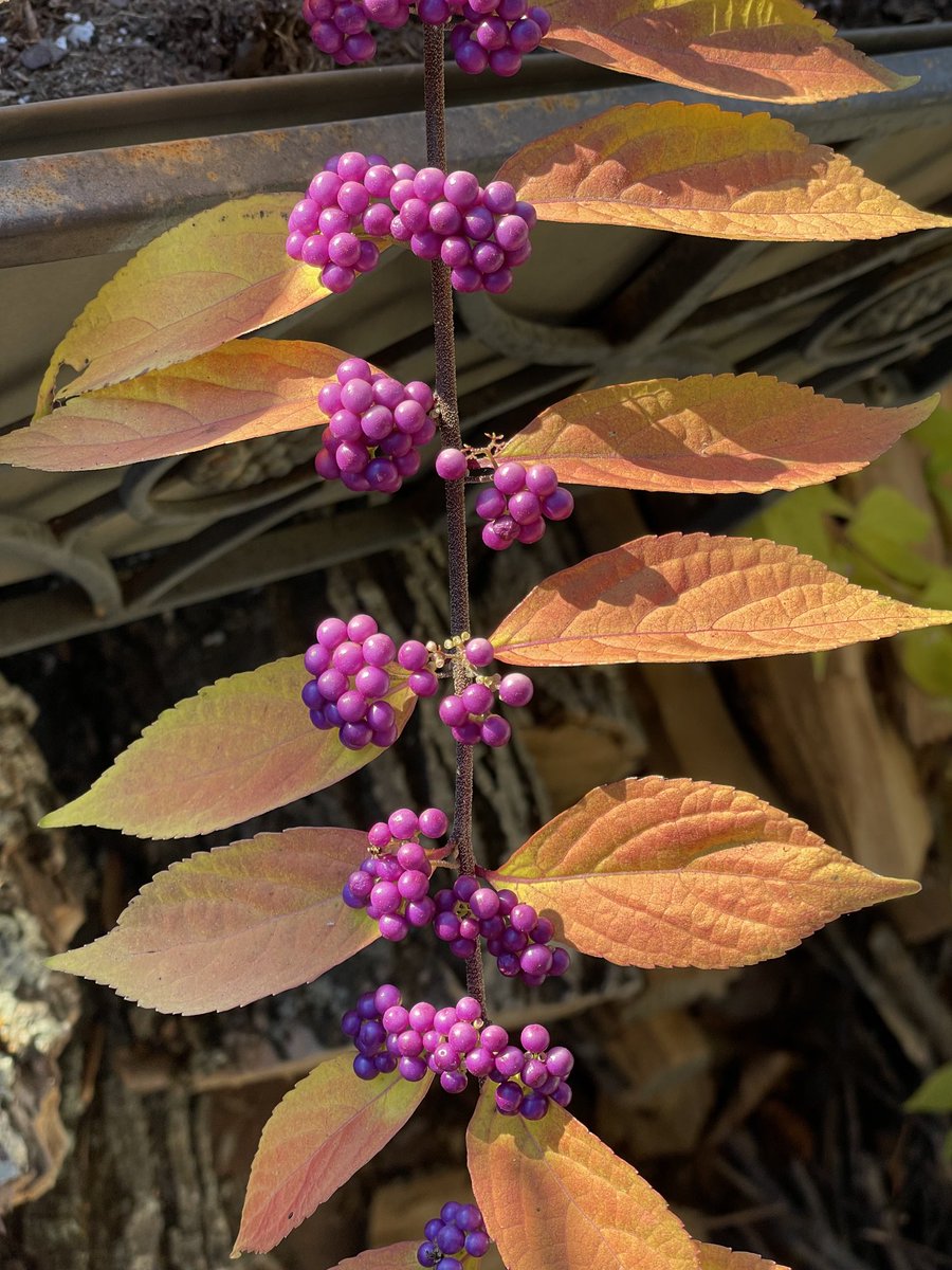 Colors of Autumn
Khizan ke rang