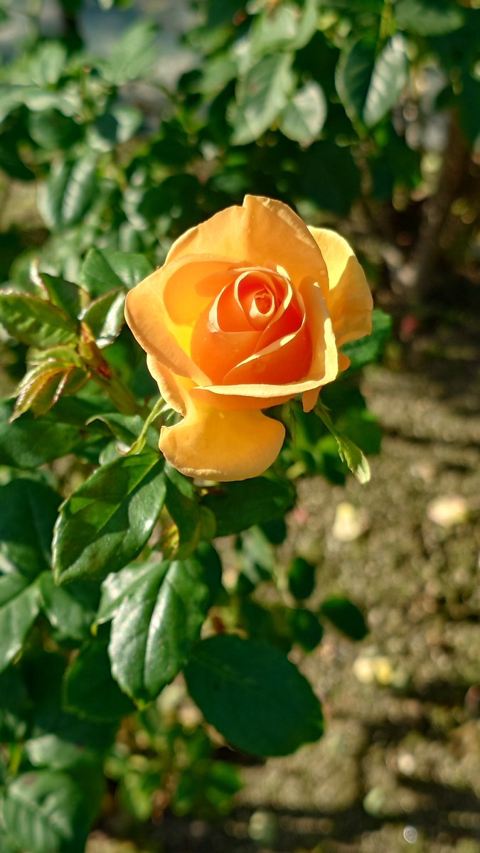 はるるん😎 on X