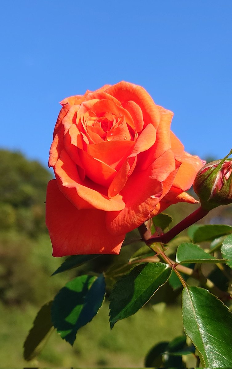 はるるん😎 on X