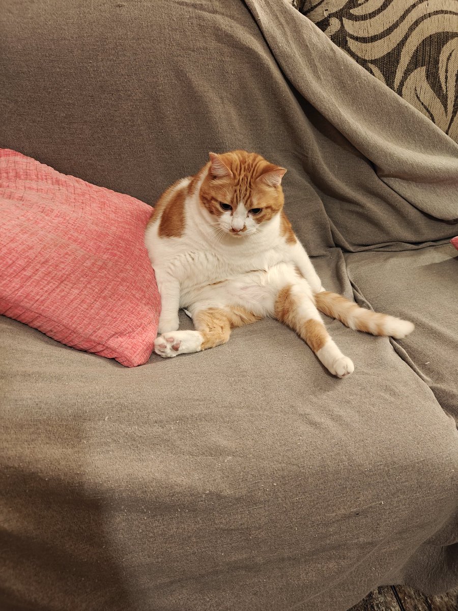 ardillakoalaoki's tweet photo. No sé si es mi gato, o mi tío Antonio esperando a que le pongan la copita de whisky jajajajajaja 

Creo que es una persona atrapada en el cuerpo de un michi. Tengo mis sospechas 😂 https://t.co/rxs0elGwhP