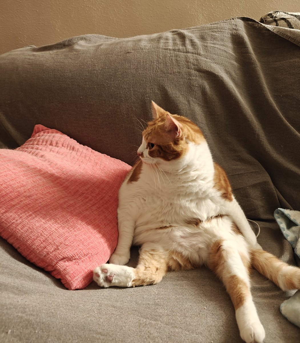 No sé si es mi gato, o mi tío Antonio esperando a que le pongan la copita de whisky jajajajajaja 

Creo que es una persona atrapada en el cuerpo de un michi. Tengo mis sospechas 😂