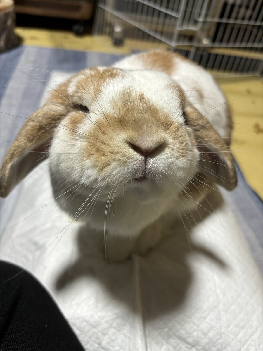 うさぎのひのき🌳 Hinoki bunny (@hinokiusa) / Posts / X