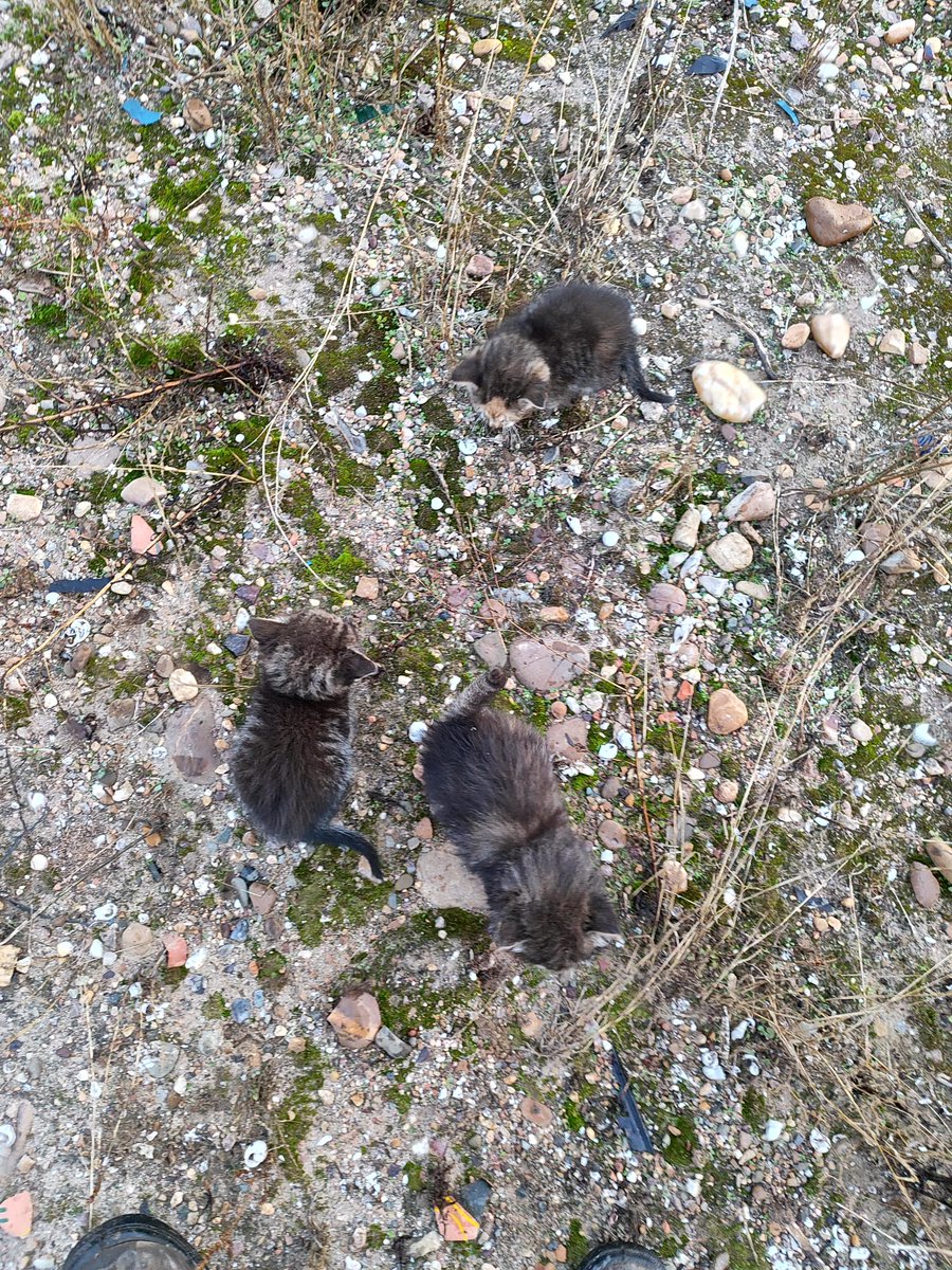 🆘 URGENTE 🆘

Gatitos pequeños abandonados por su madre en un recinto con perros necesitan ADOPCIÓN en SEVILLA, los están cuidado los trabajadores pero en cuanto salgan de la caja donde los ponen, los perros los van a desgraciar...