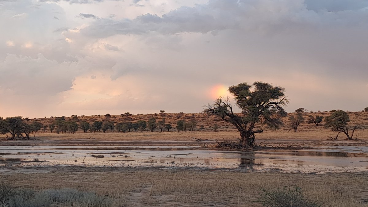 Rainfall at Kgalagadi Transfrontier Park
The Kgalagadi Transfrontier Park experienced exceptional rainfall over the past weekend, with Nossob Rest Camp recording an impressive 109 mm — an unusual occurrence for this part of the Kalahari.