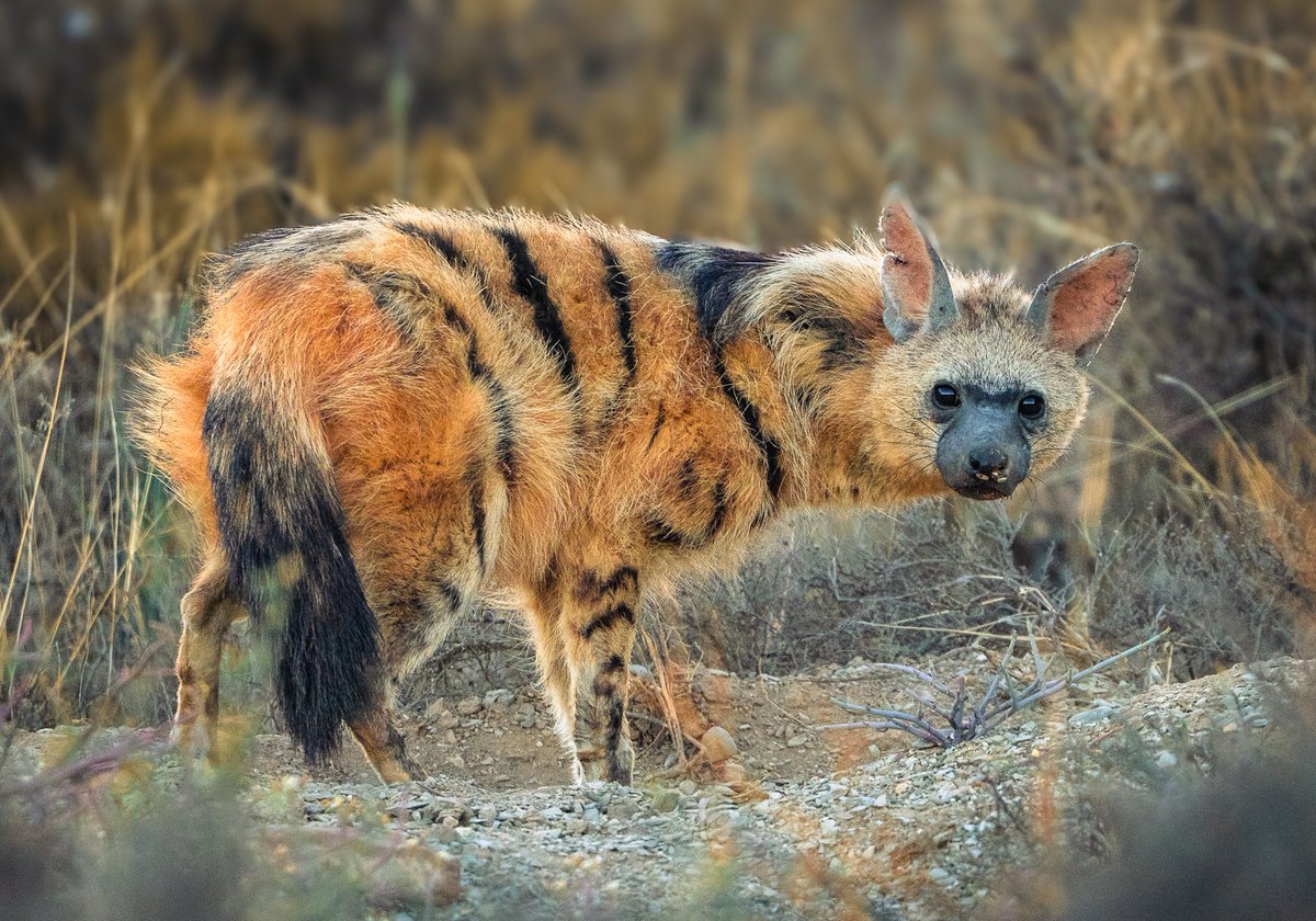 SANParks's tweet image. A rare aardwolf sighting in #MountainZebraNationalPark.
__
📷Carolyn Greathead #LiveYourWild #WildBackyard