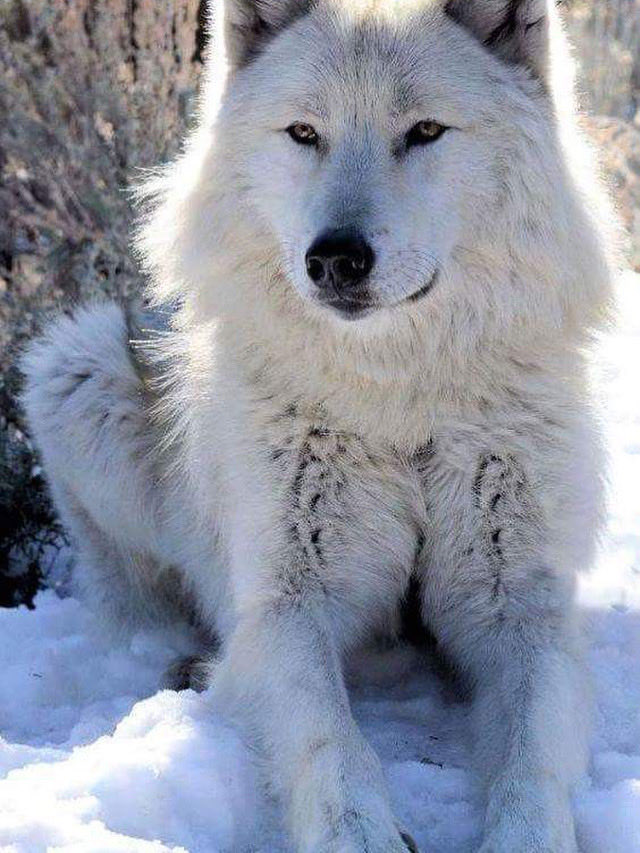 WOLF LOVERS (@wolfrescues22) on Twitter photo 