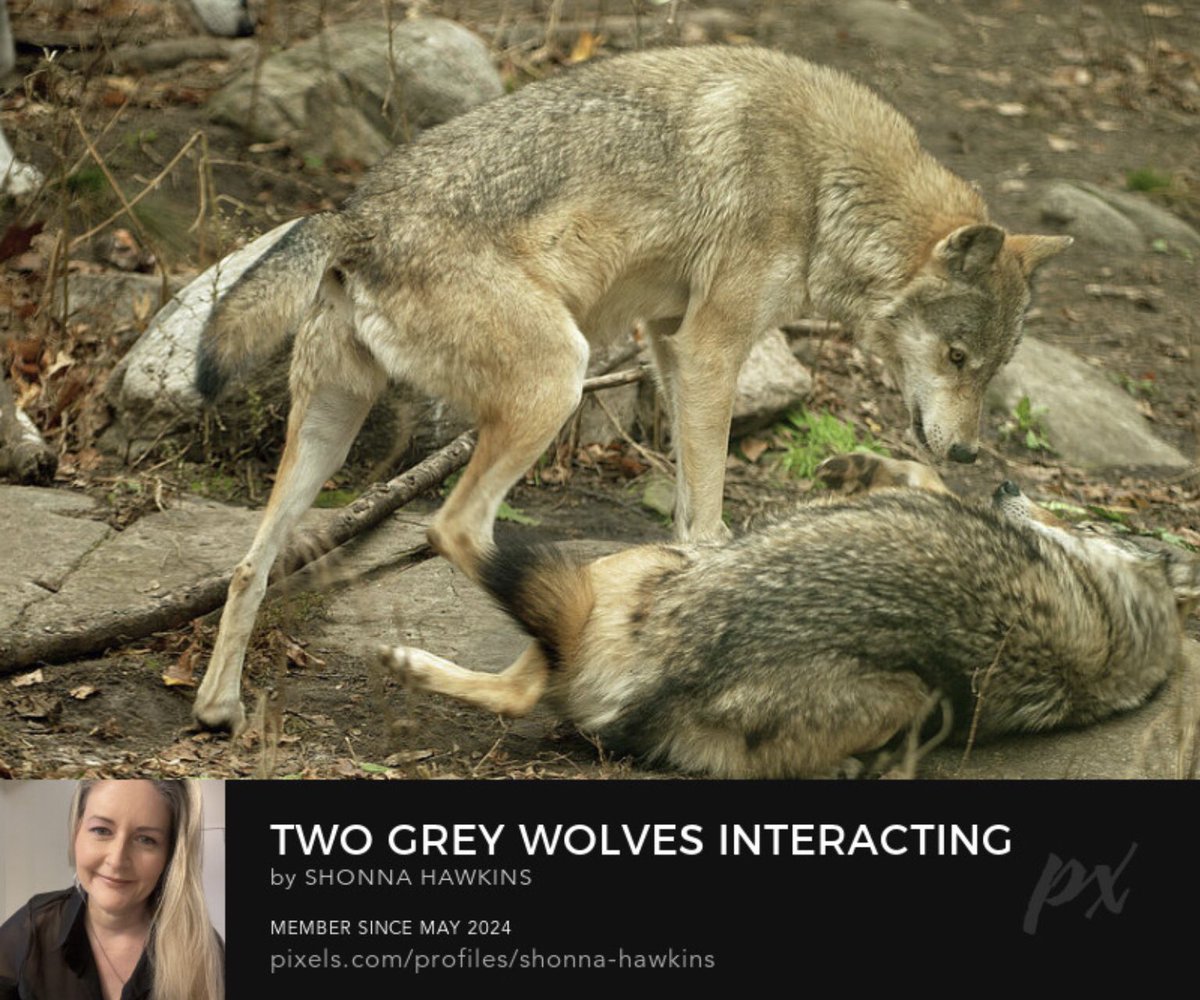 shonna99784's tweet image. Two Grey Wolves Interacting in Forest by Shonna Hawkins shonna-hawkins.pixels.com/featured/two-g…

Two grey wolves are seen in a natural forest setting in Haliburton. One wolf is standing over the other, dominati…

#GreyWolves #Interacting #Forest #Haliburton #CanisLupus #BuyIntoArt #AYearForArt