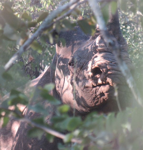 RhinosIRF's tweet photo. In 1992, a young black rhino calf named Fumbi was rescued after her mother was killed by poachers in Zimbabwe’s Zambezi Valley. Decades later, Fumbi has become a symbol of endurance and hope. Now living safely in BVC, she’s given birth to eight calves.
🔗 https://t.co/XqAUMG9Cep https://t.co/EfsogVtVvz