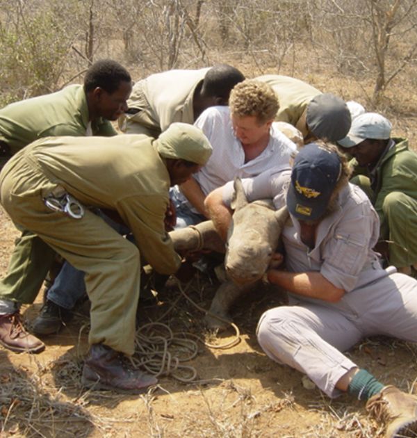 RhinosIRF's tweet photo. In 1992, a young black rhino calf named Fumbi was rescued after her mother was killed by poachers in Zimbabwe’s Zambezi Valley. Decades later, Fumbi has become a symbol of endurance and hope. Now living safely in BVC, she’s given birth to eight calves.
🔗 https://t.co/XqAUMG9Cep https://t.co/EfsogVtVvz