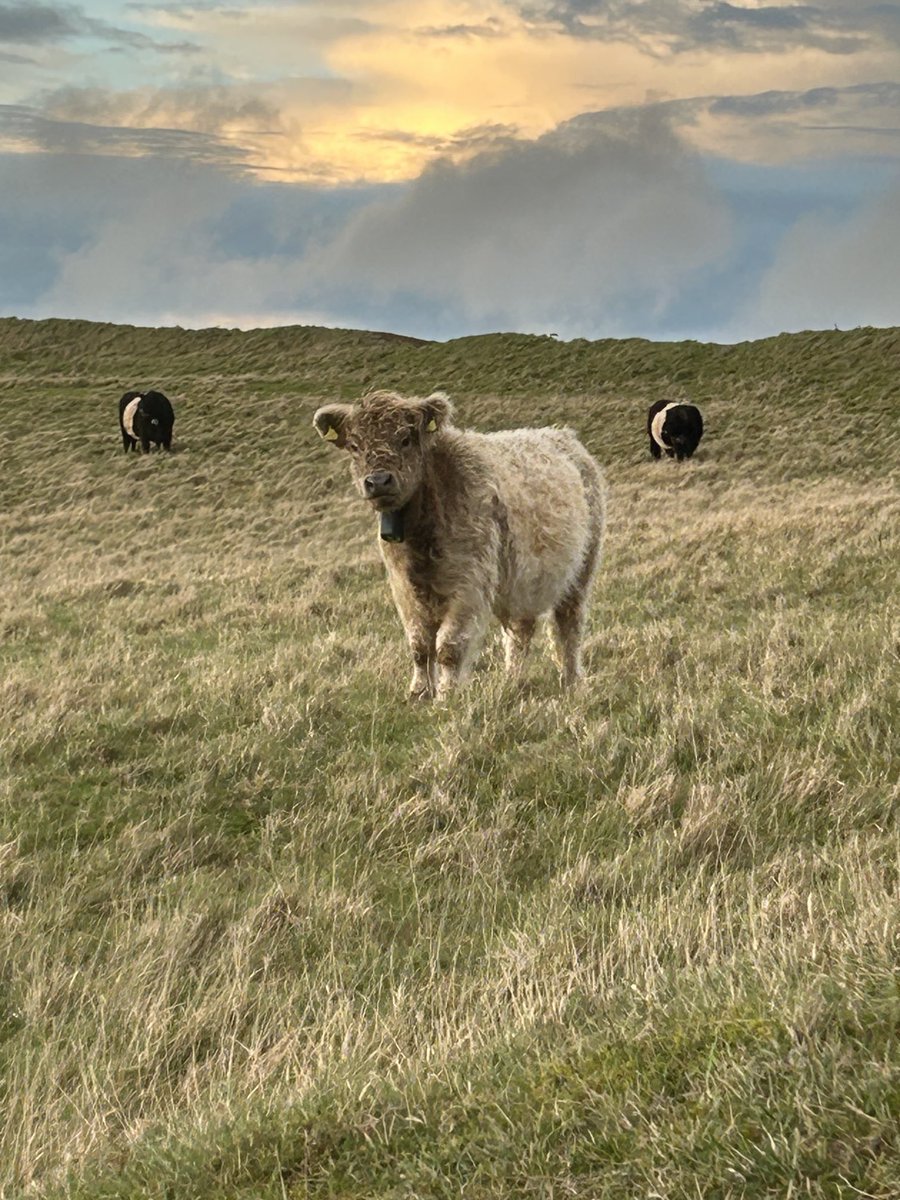 AlexiaCRobinson's tweet image. Fills my soul with joy 💕