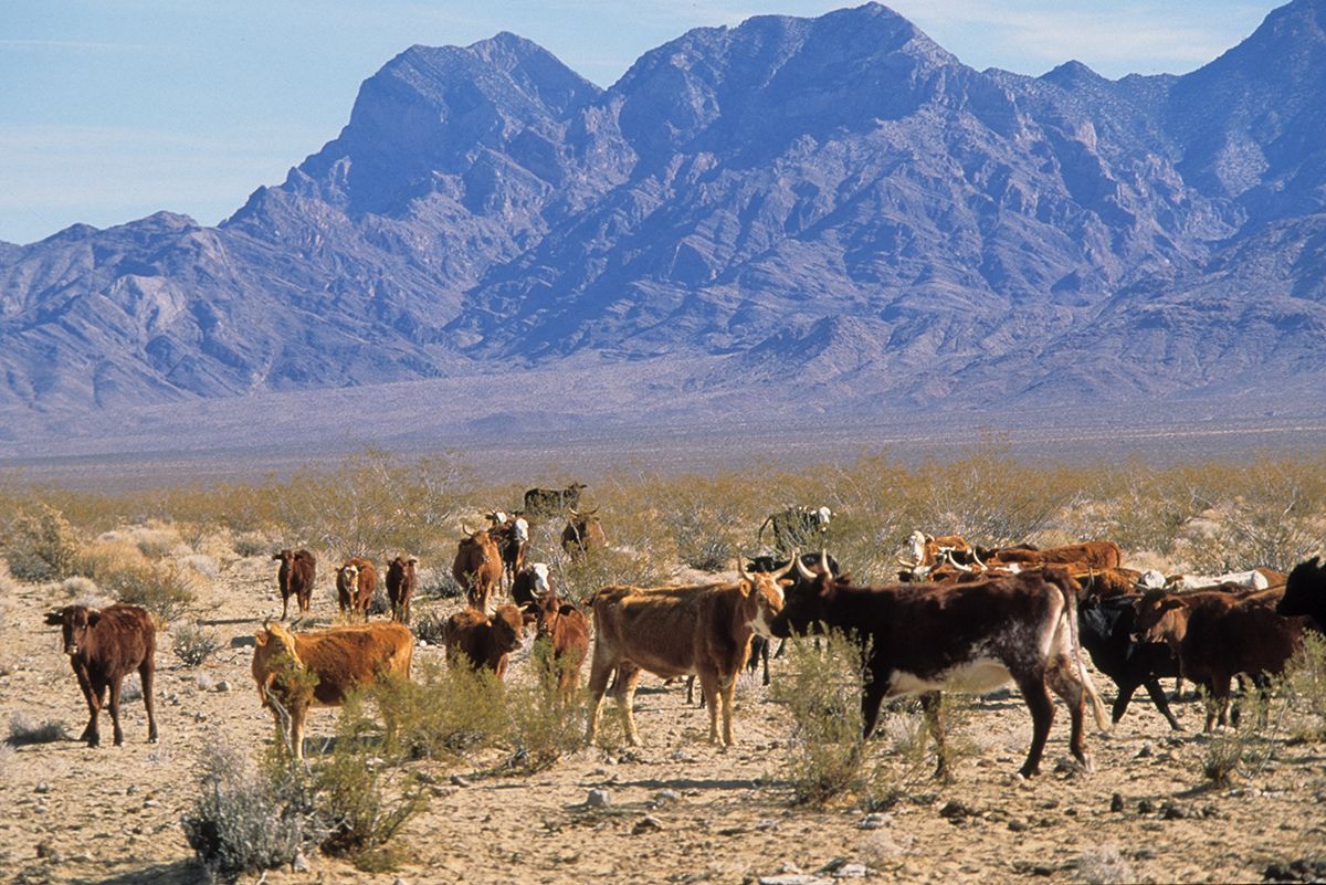 Help end livestock damage across 13 million acres of Wilderness!

Urge your U.S. House rep co-sponsor and pass the Voluntary Grazing Permit Retirement Act (H.R.5785).

&gt;&gt;&gt; wildernesswatch.salsalabs.org/vgpra-hr5785/i…
