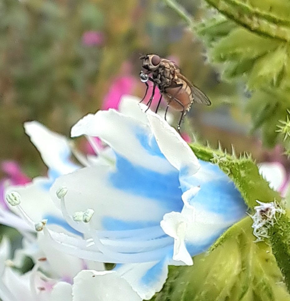 Team Echium tweet media