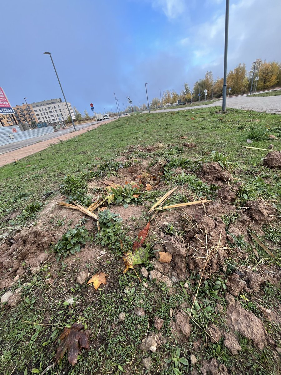 No sé si ha sido cosa de <a href="/Aytoburgos/">Ayuntamiento de Burgos</a> o de ladrones nocturnos pero en el parque de los ochos, Fuentecillas han desaparecido, al menos, 7 palmeras 🌴. 

De la noche a la mañana 

Por si alguien/ puede contestar o le interesa.