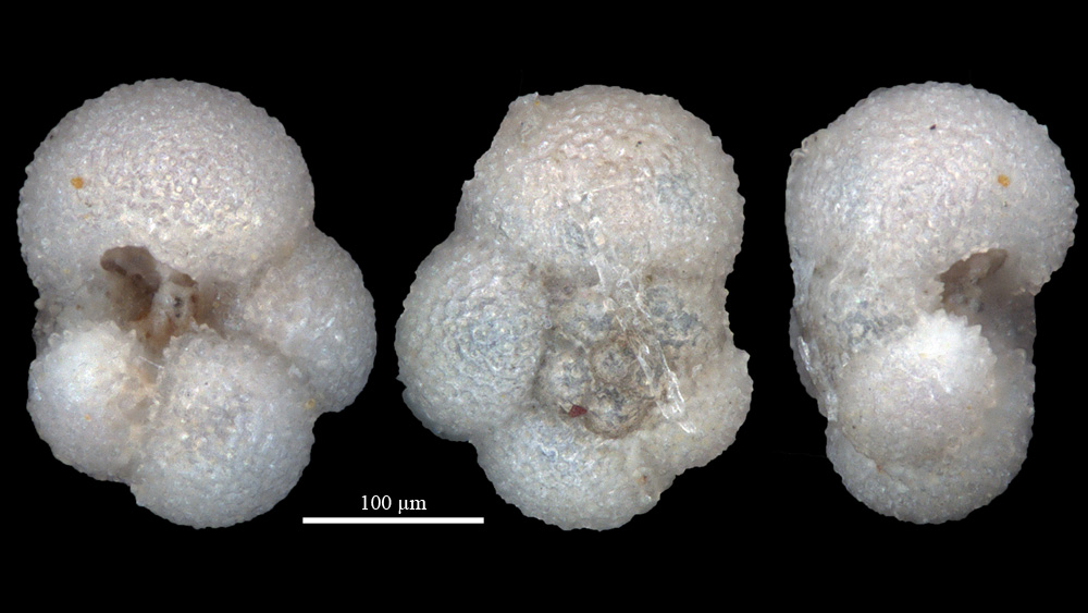 Foraminifera.eu tweet media