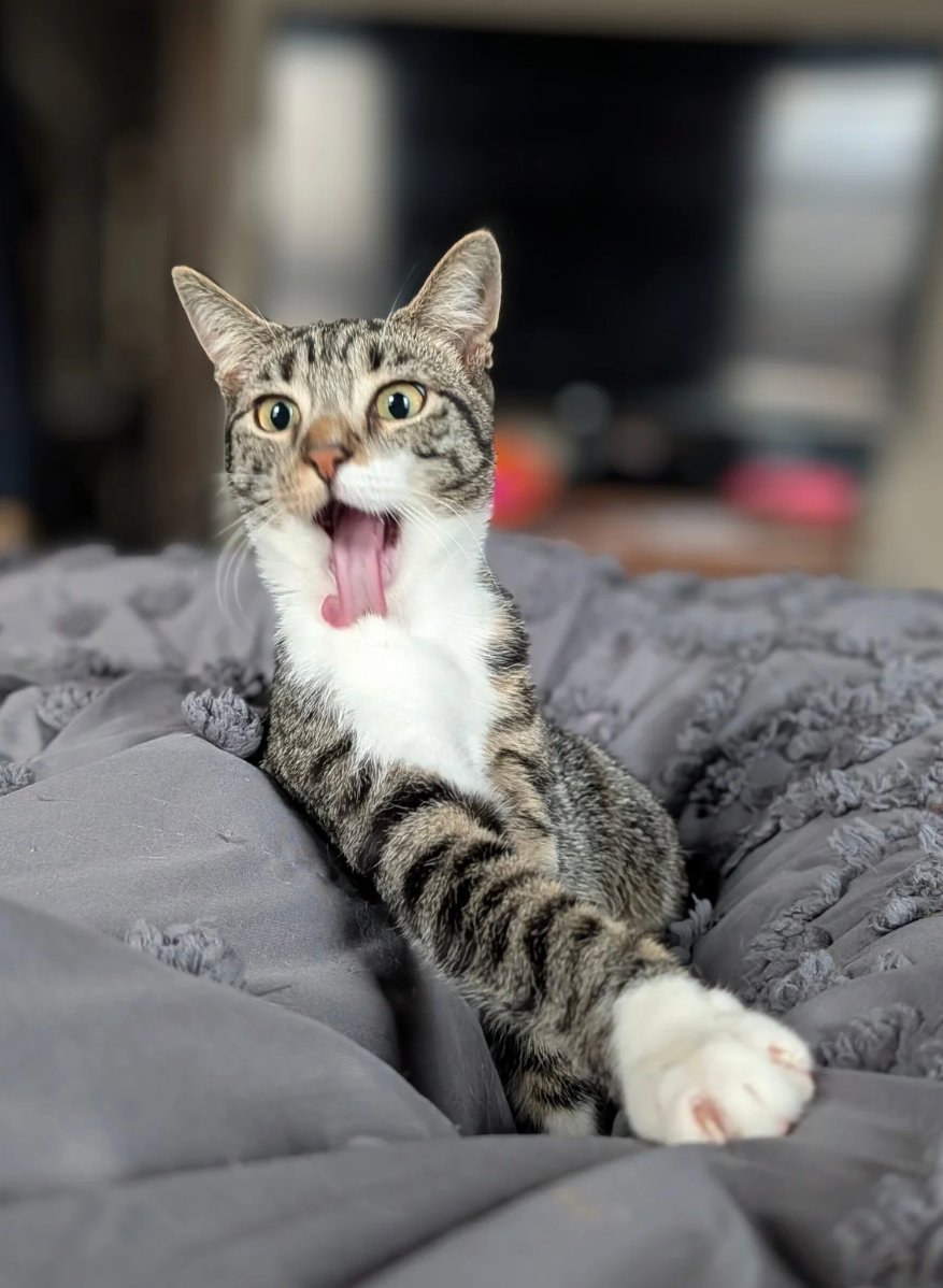 Birdie says GO BIRDS DH
Say it back or she'll cry.