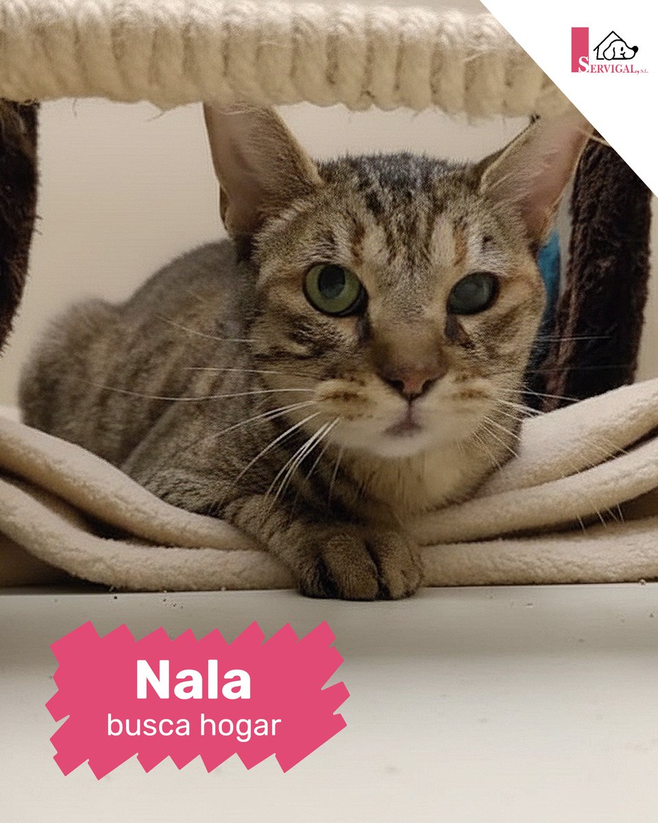 #ACoruña
La mirada de #NALA es distinta, sí… Tiene 8 años y un ojito especial que le hace única.

Es auténtica, mimosa y está lista para conquistar tu sofá, para hacerte compañía y darte momentos inolvidables.

Si crees que la perfección está en los detalles, Nala es tu gata.