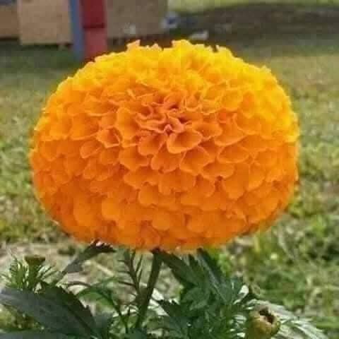 NCPurnaKhadka's tweet image. नेपाली काँग्रेसका संस्थापक नेता ,२०४६ सालकाे जन-अान्दाेलनका सर्वाेच्च कमान्डर श्रद्धेयः गणेशमान सिँहज्युकाे १११अाै जन्मजयन्तीका अवसरमा उहाँ प्रति हृदयदेखिनै भावपूर्ण श्रद्धाञ्जली अर्पण गर्दछु🙏