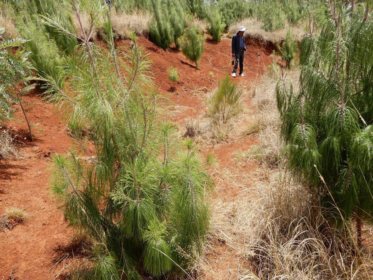 BiovIntCIAT_eng's tweet image. 🌍 Land degradation has long threatened Ethiopia’s environment &amp;amp; food systems.
🌱 But in Gurage and Wolaita, communities are restoring landscapes &amp;amp; expanding green cover through the Green Legacy Initiative.
💪 Local action is reversing decades of damage
👉 allbiociat.org/47Jauvr