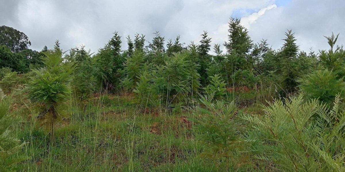 BiovIntCIAT_eng's tweet image. 🌍 Land degradation has long threatened Ethiopia’s environment &amp;amp; food systems.
🌱 But in Gurage and Wolaita, communities are restoring landscapes &amp;amp; expanding green cover through the Green Legacy Initiative.
💪 Local action is reversing decades of damage
👉 allbiociat.org/47Jauvr