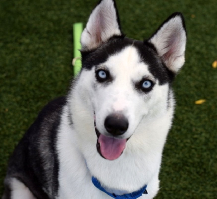 MorgFairsdogs's tweet image. Sheva 239622
Relisted TBK 11/11
#NYCACC #RescueOnly 
She is a pretty 10 month old puppy
Pancakes, trembling in care 
Will approach briefly for treats
Needs quiet home to build her confidence 
Help save Sheva!
nycacc.app/browse/239622
#Pledge4Rescue #foster #adopt