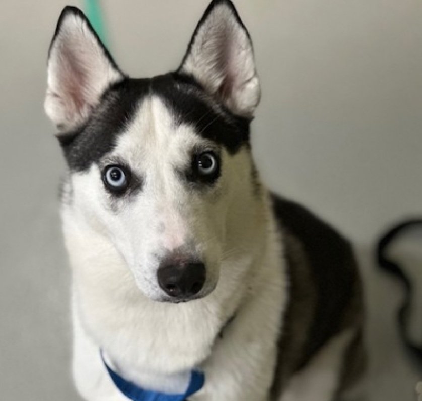 MorgFairsdogs's tweet image. Sheva 239622
Relisted TBK 11/11
#NYCACC #RescueOnly 
She is a pretty 10 month old puppy
Pancakes, trembling in care 
Will approach briefly for treats
Needs quiet home to build her confidence 
Help save Sheva!
nycacc.app/browse/239622
#Pledge4Rescue #foster #adopt