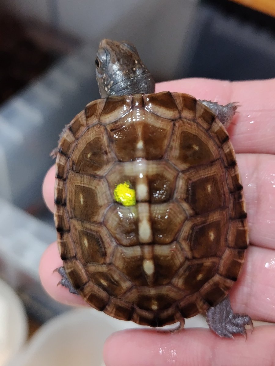 34_wgnc's tweet image. これからの成長がとても楽しみな個体でポッシブルヘテロt＋アルビノです。　(^⁠_⁠^)
#トウブハコガメ 
#Easternboxturtle 
#Terrapenecarolinacarolina 
#burikura