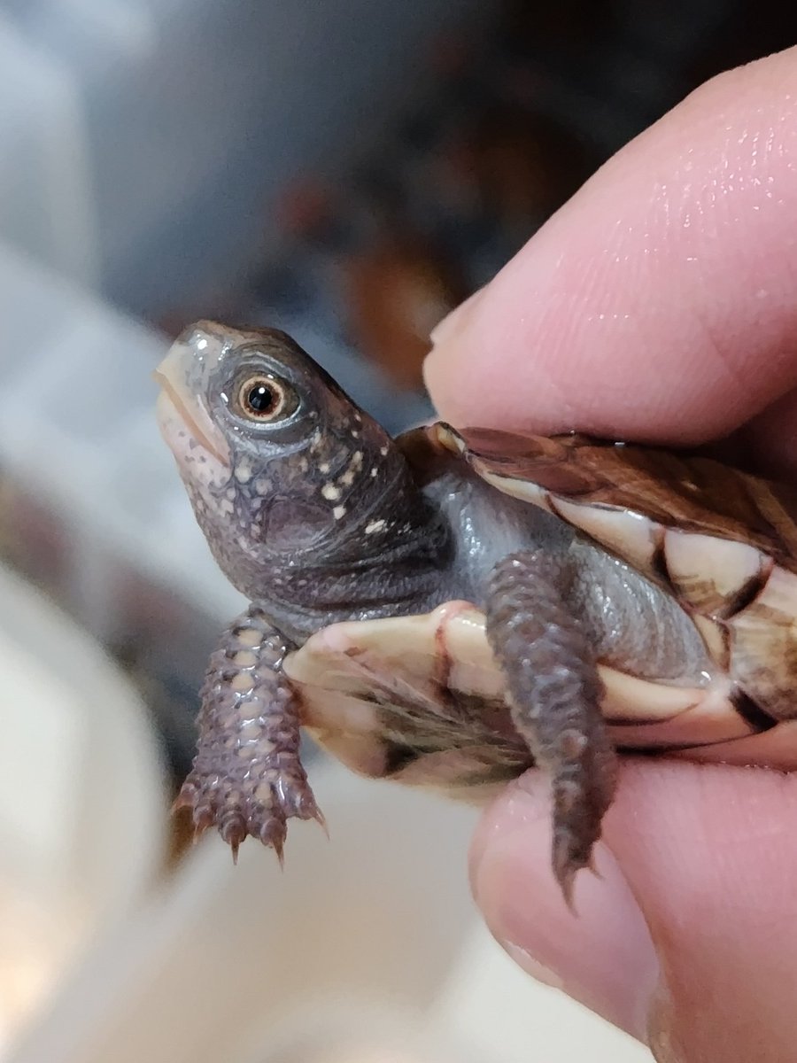 34_wgnc's tweet image. これからの成長がとても楽しみな個体でポッシブルヘテロt＋アルビノです。　(^⁠_⁠^)
#トウブハコガメ 
#Easternboxturtle 
#Terrapenecarolinacarolina 
#burikura